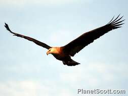 Image of Band-tailed Fish-eagle