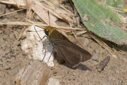 Image of Dun Sedge Skipper