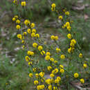 Image of thorn wattle