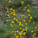 Image de Acacia continua Benth.