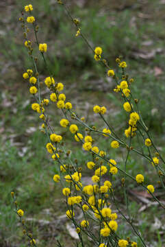 Image of thorn wattle