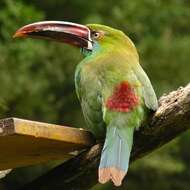 Image of Crimson-rumped Toucanet