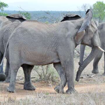 Image of African bush elephant