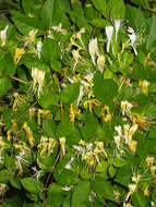 Image of Japanese honeysuckle