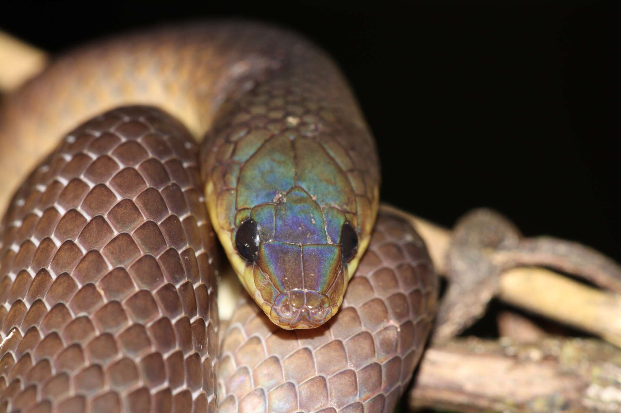 Image of Non-banded Philippine Burrowing Snake