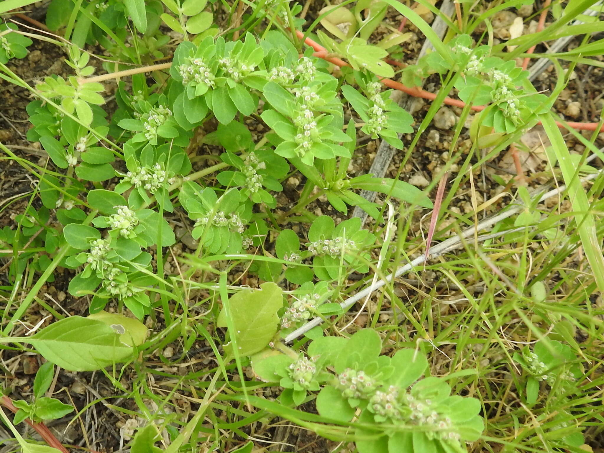 Imagem de Euphorbia stictospora var. stictospora