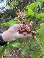 صورة Aesculus bushii C. K. Schneid.