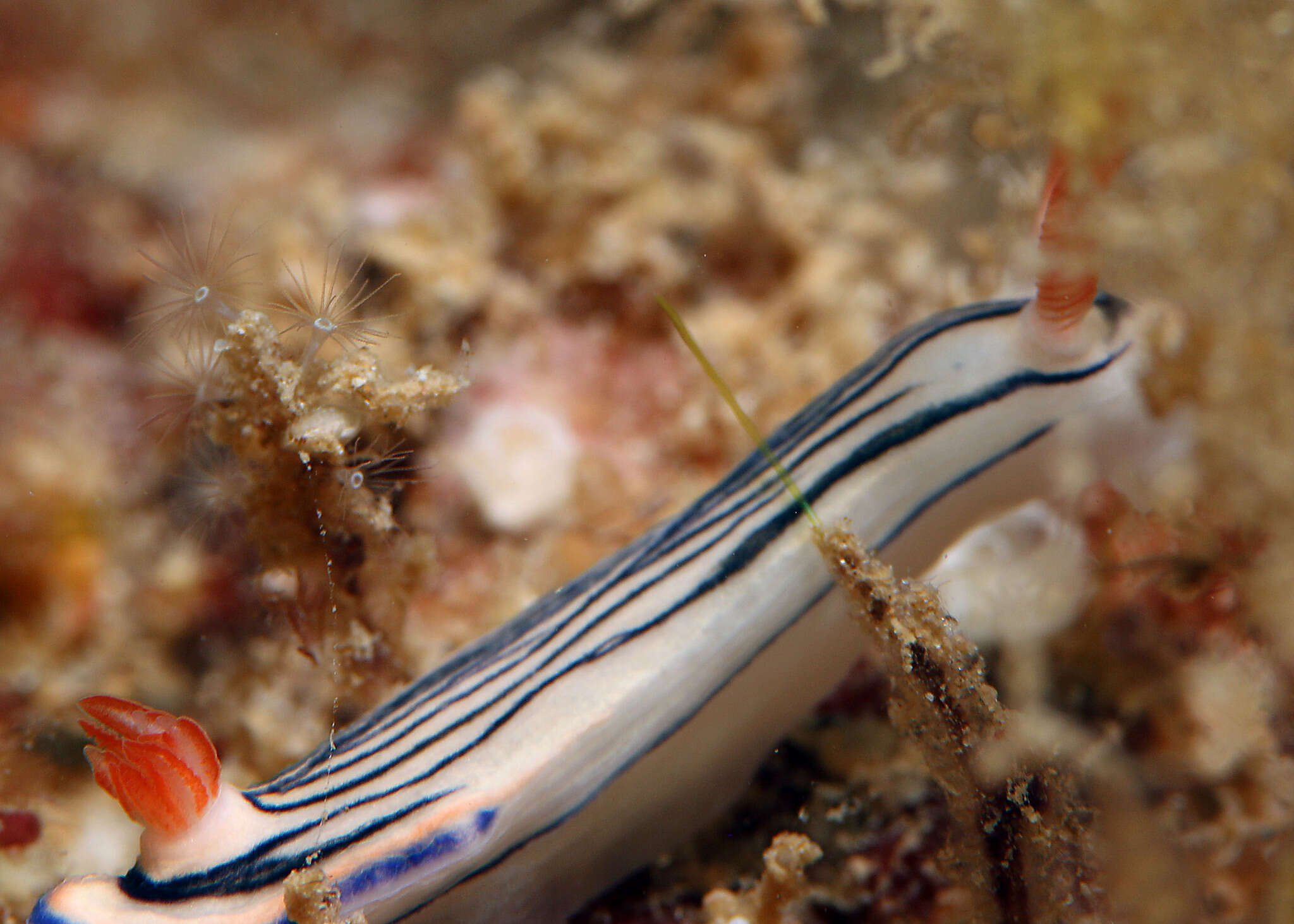 Image de Hypselodoris maritima (Baba 1949)