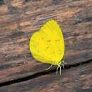 صورة Eurema alitha (Felder & Felder 1862)