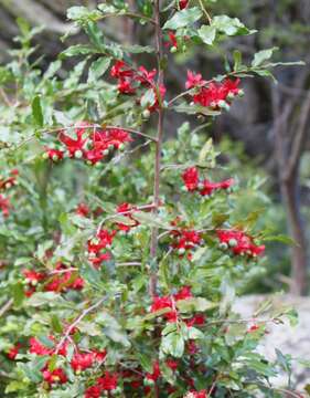 Image of Mickey Mouse plant