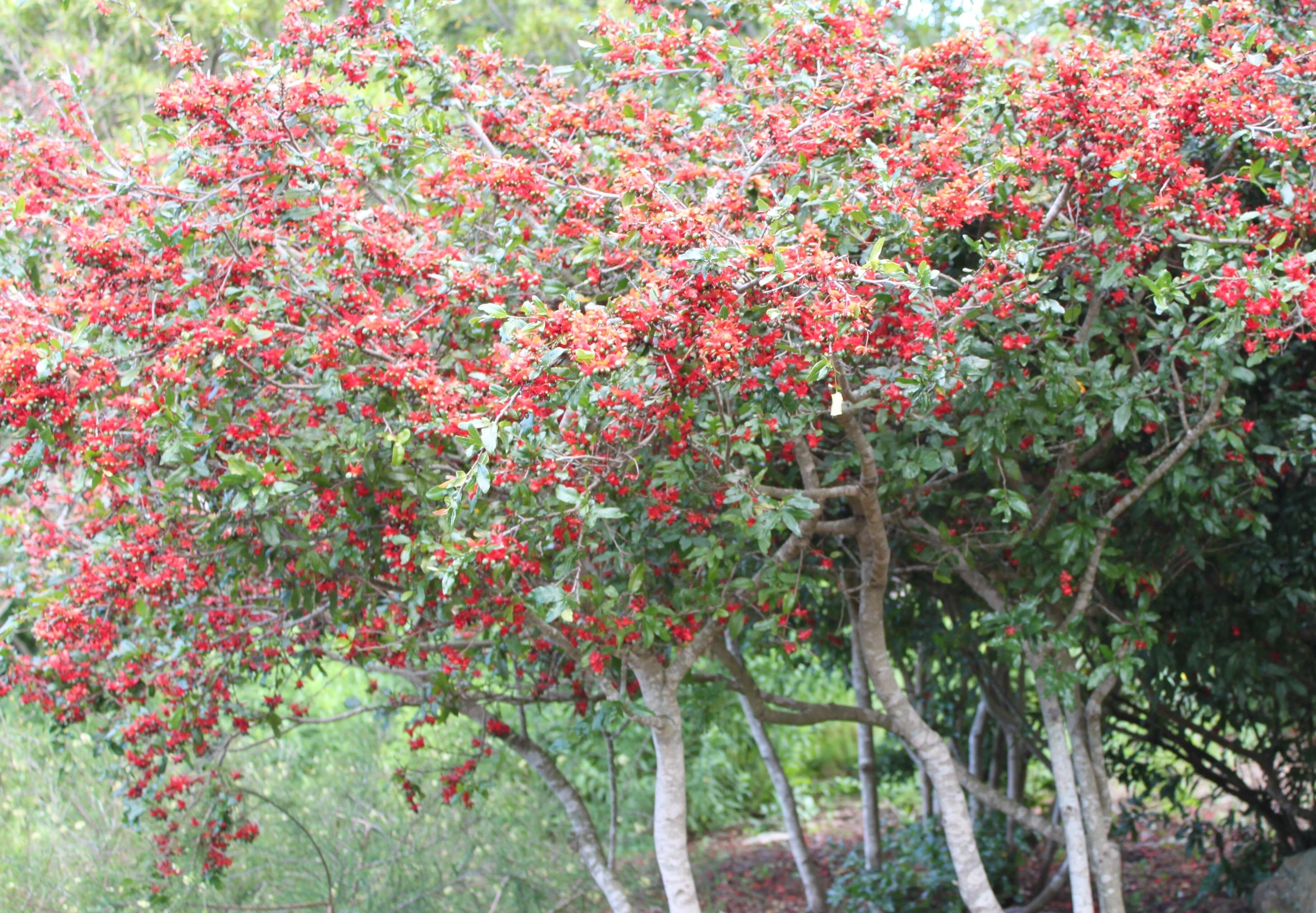 Image of Mickey Mouse plant