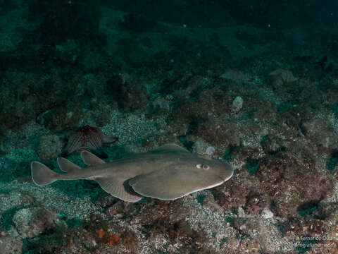 Image of Cortez Electric Ray