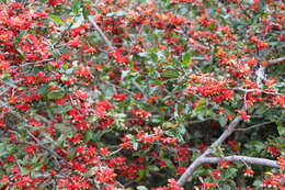 Image of Mickey Mouse plant