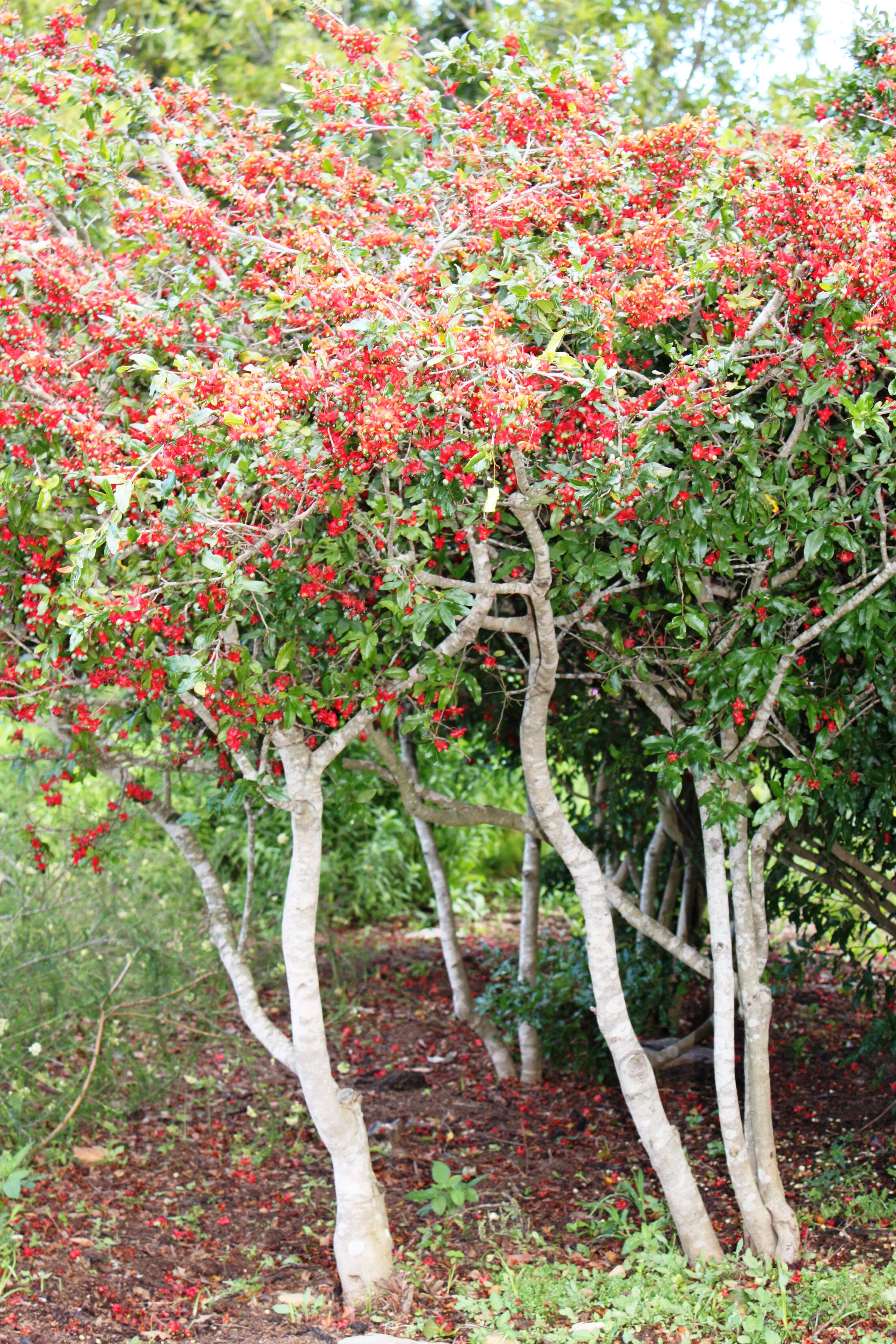 Image of Mickey Mouse plant