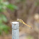 Image of Autumn darter