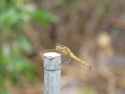 Image de Sympetrum frequens (Selys 1883)