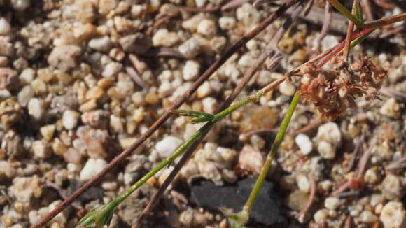 Image of sapphire woollystar