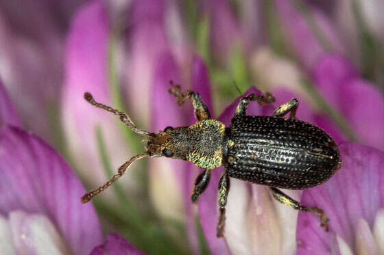 Plancia ëd Phyllobius (Parnemoicus) viridicollis (Fabricius 1792)