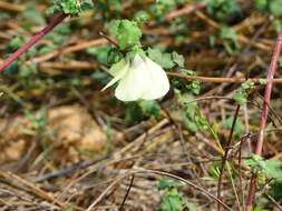 Hibiscus vitifolius L.的圖片