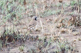 Image of Capped Wheatear