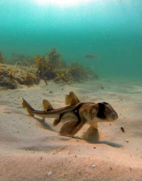 Image of bullhead sharks