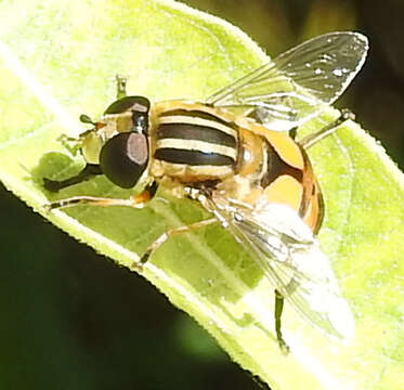 Image of Helophilus latifrons Loew 1863