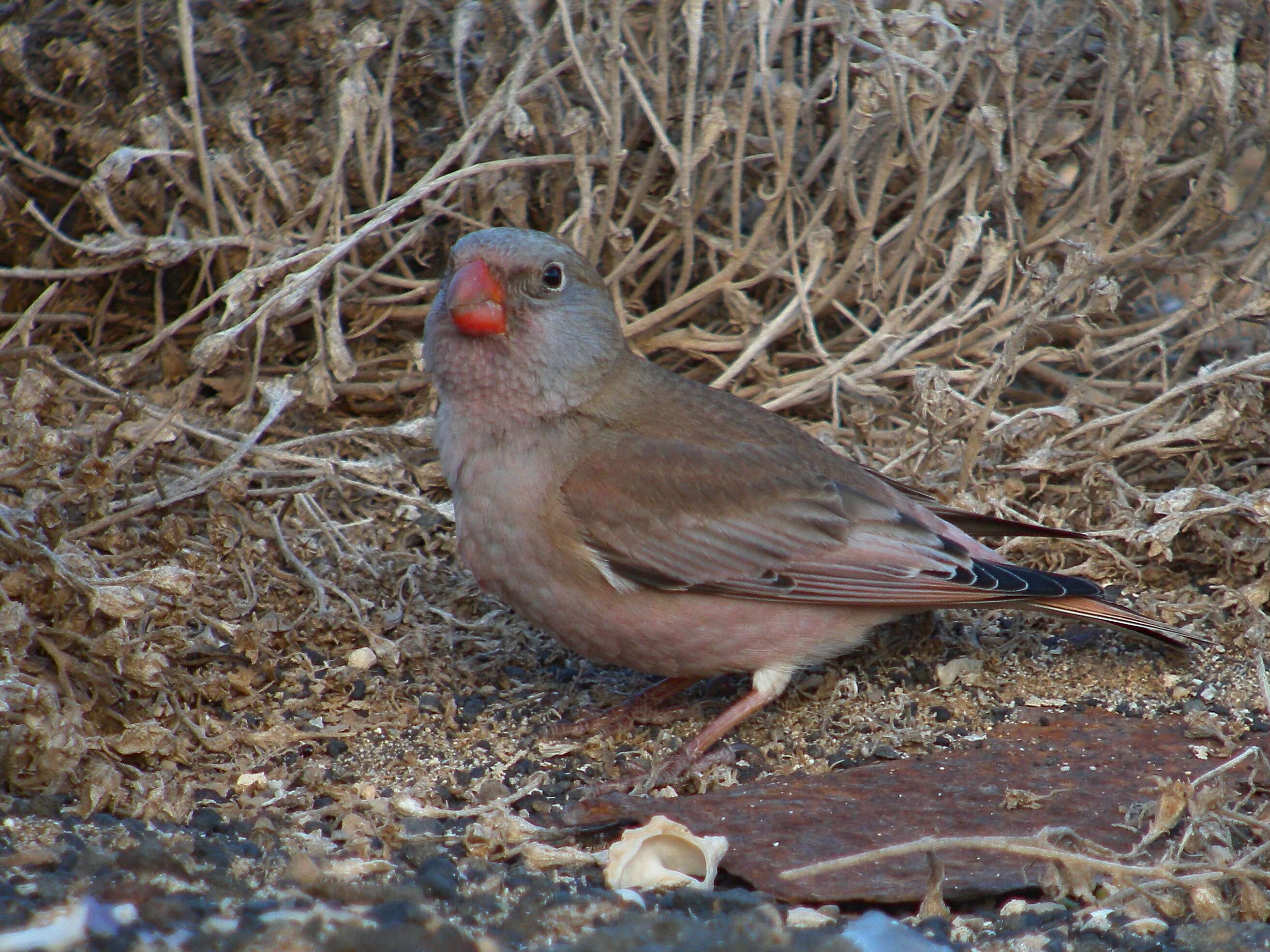 Image of Trumpeter Finch