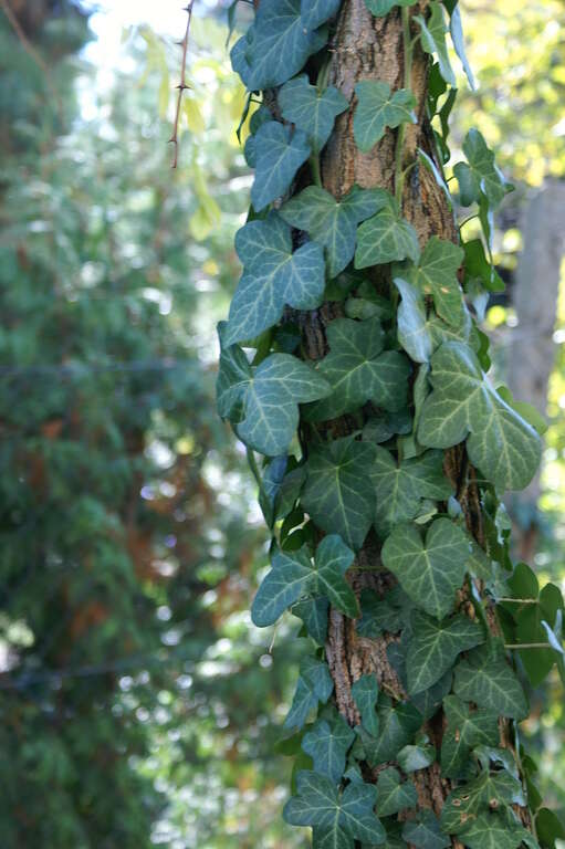 Image of English ivy