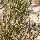 Image of Daviesia brevifolia Lindl.