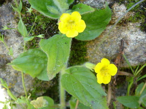 Image of Muskflower