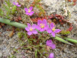 Image of Spergularia rupicola Le Jolis