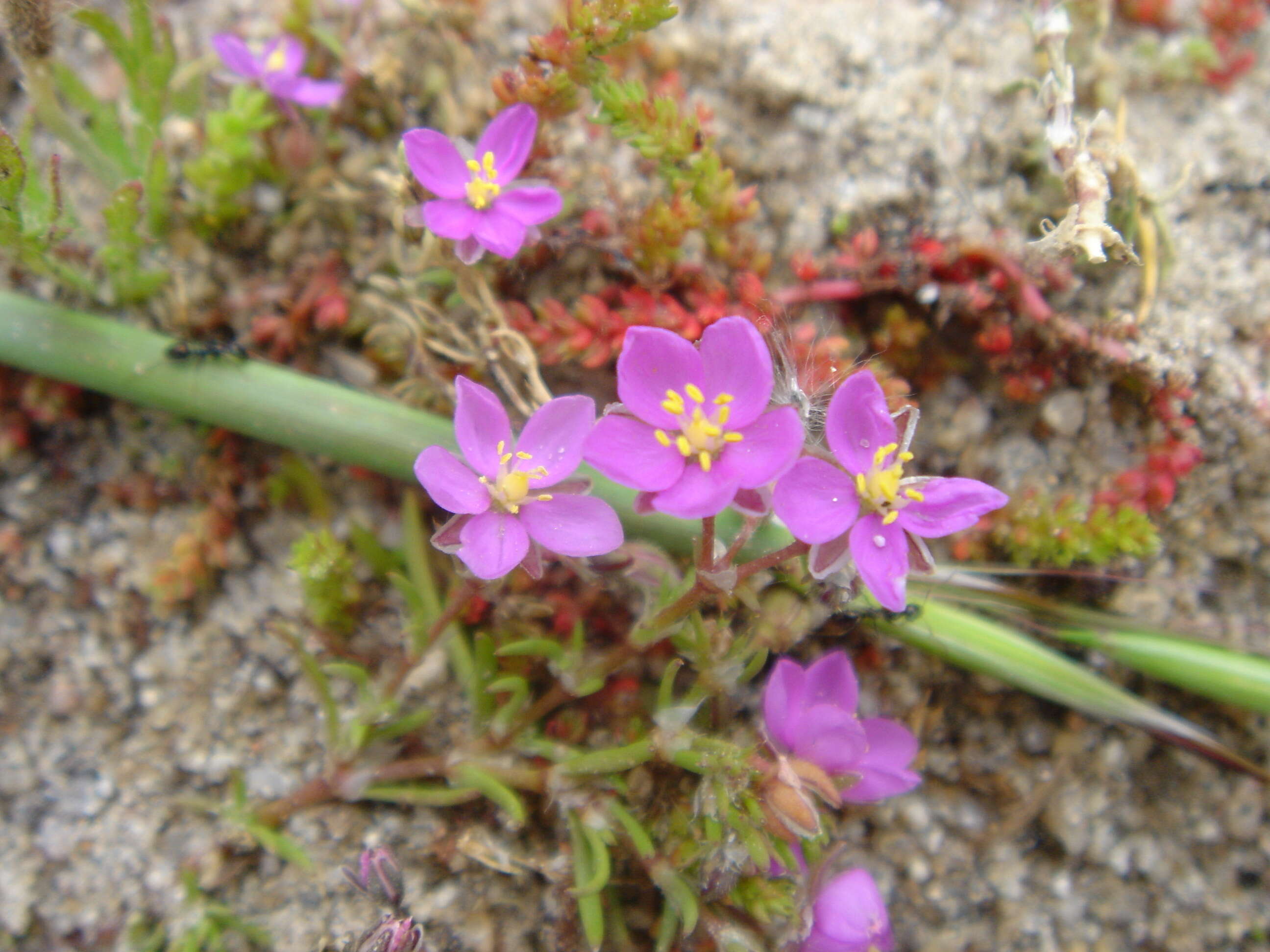 Image of Spergularia rupicola Le Jolis