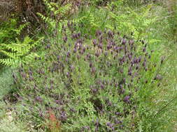 Image of French lavender