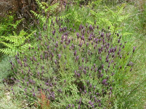 Imagem de Lavandula stoechas L.