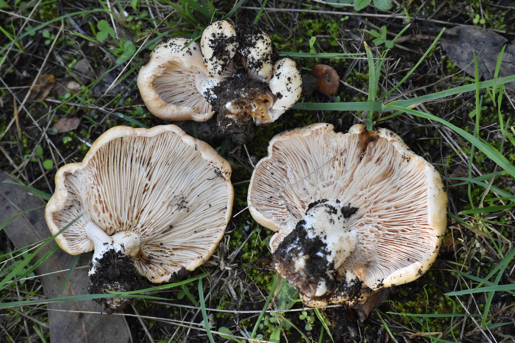 صورة Lactarius acerrimus Britzelm. 1893