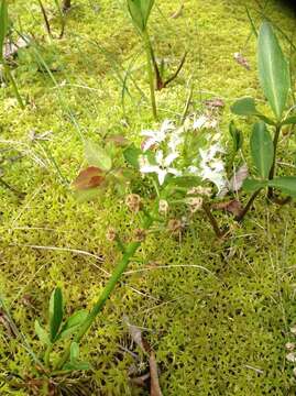 Image of bogbean