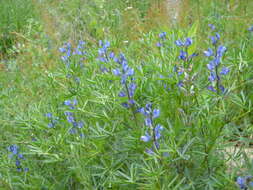 Image of narrowleaf lupine