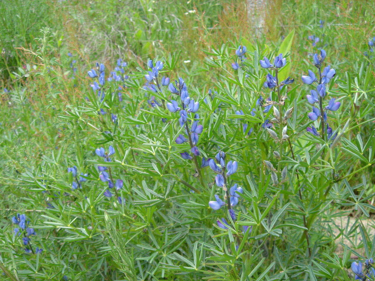 Image of narrowleaf lupine