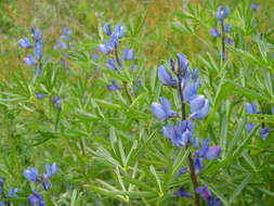 Image of narrowleaf lupine