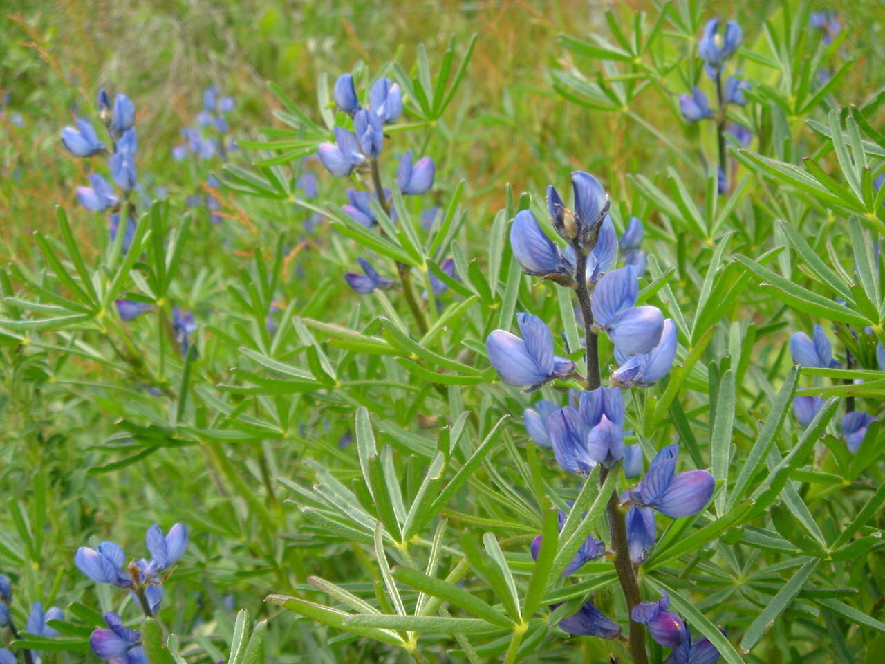 Image of narrowleaf lupine