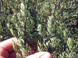 Sivun Diospyros pubescens var. microphylla (Burch.) kuva