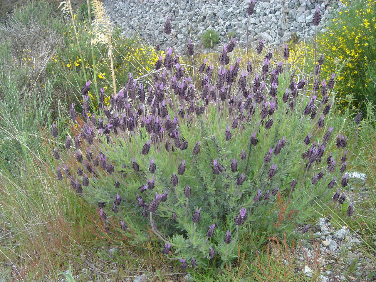 Image of French lavender