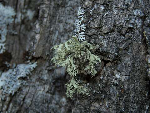 Image of cartilage lichen