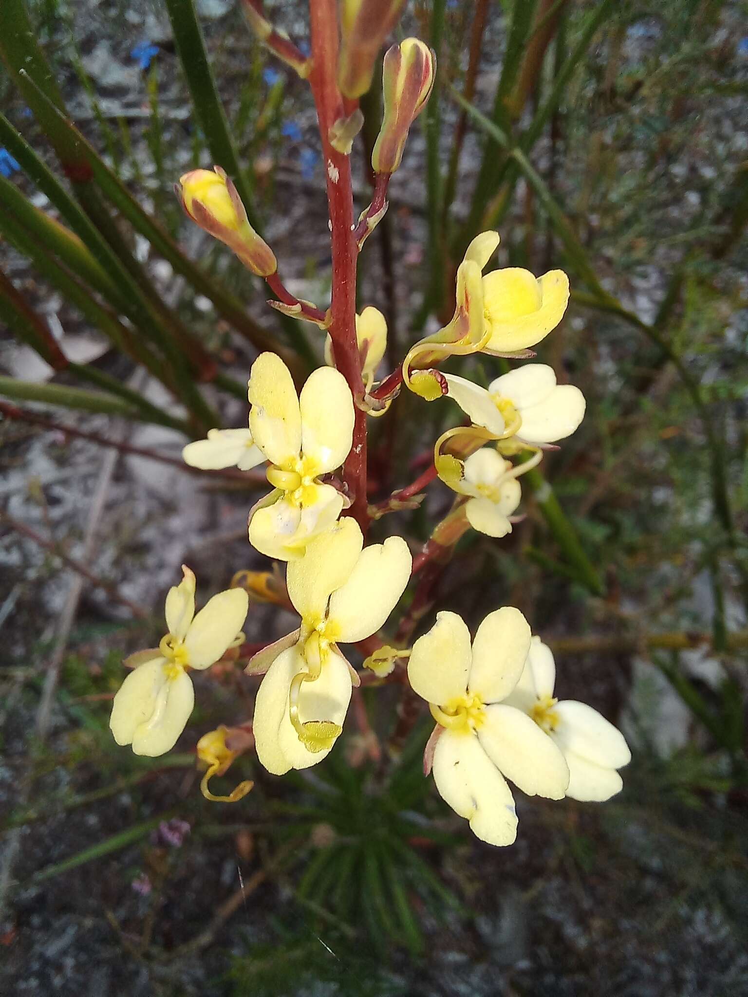 Sivun Stylidium diademum Wege kuva