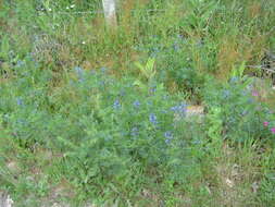 Image of narrowleaf lupine