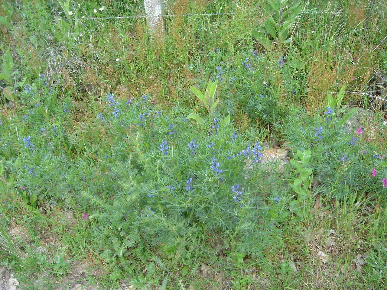 Image of narrowleaf lupine