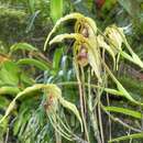 Image of Phragmipedium humboldtii (Warsz.) J. T. Atwood & Dressler