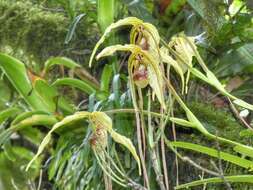 Image of Phragmipedium humboldtii (Warsz.) J. T. Atwood & Dressler