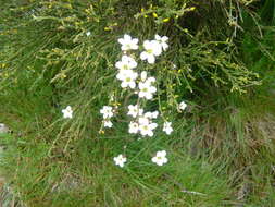 Plancia ëd Saxifraga granulata L.