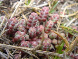 Image of Sedum brevifolium DC.